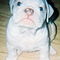 English-bulldogs-male-and-female-for-sale