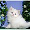 Snow-white-persian-kittens-for-sale