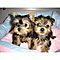 Indoor-outdoor-t-cup-yorkie-puppies-available-now-for-free