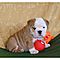 Angelic-akc-english-bulldog-puppies-for-adoption