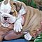 Akc-adorable-english-bulldog-puppies-for-adoption