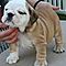 Cute-akc-english-bulldog-puppies-for-rehoming