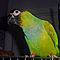 Nanday-conure-baby-bird-with-cage-for-sale