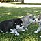 Male-and-female-siberian-husky-puppies