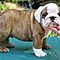Beautiful-akc-english-bulldog-puppies-for-adoption